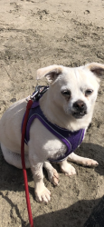 Lost Female Dog last seen Hay and Lewis Street in Vacaville , Solano County, CA 95687