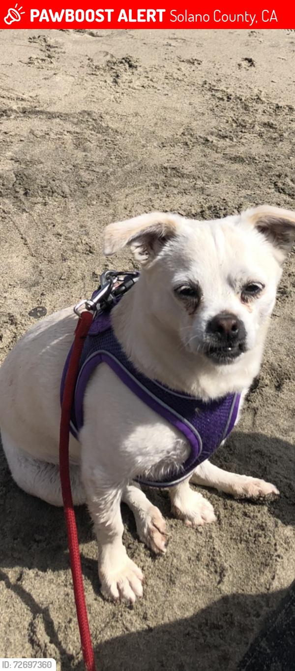 Lost Female Dog last seen Hay and Lewis Street in Vacaville , Solano County, CA 95687