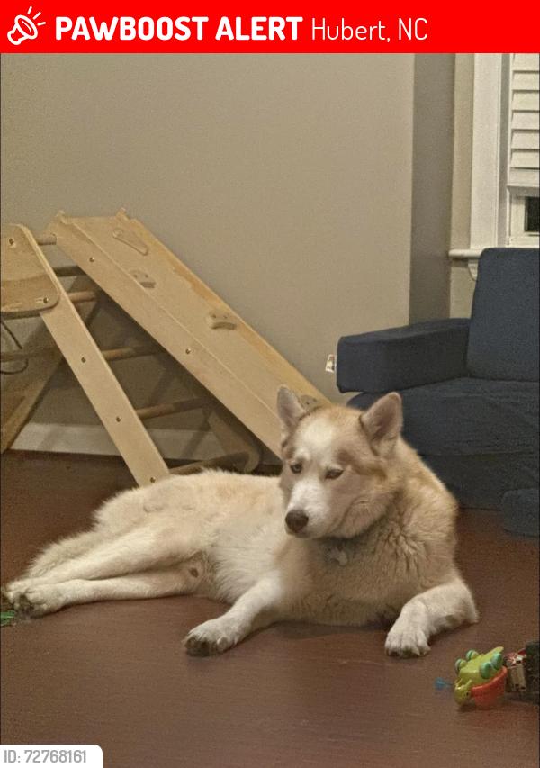 Lost Male Dog last seen Last seen headed towards boysenberry , Hubert, NC 28539