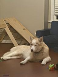 Lost Male Dog last seen Last seen headed towards boysenberry , Hubert, NC 28539