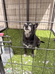 Found/Stray Male Dog last seen Rancher loop, Rio Rancho, NM 87144