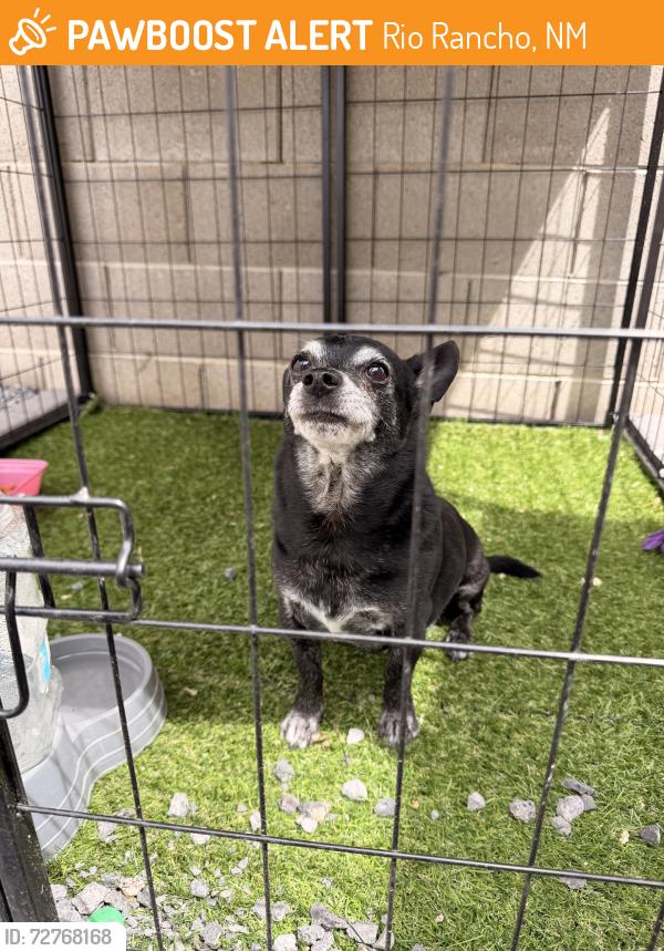 Found/Stray Male Dog last seen Rancher loop, Rio Rancho, NM 87144