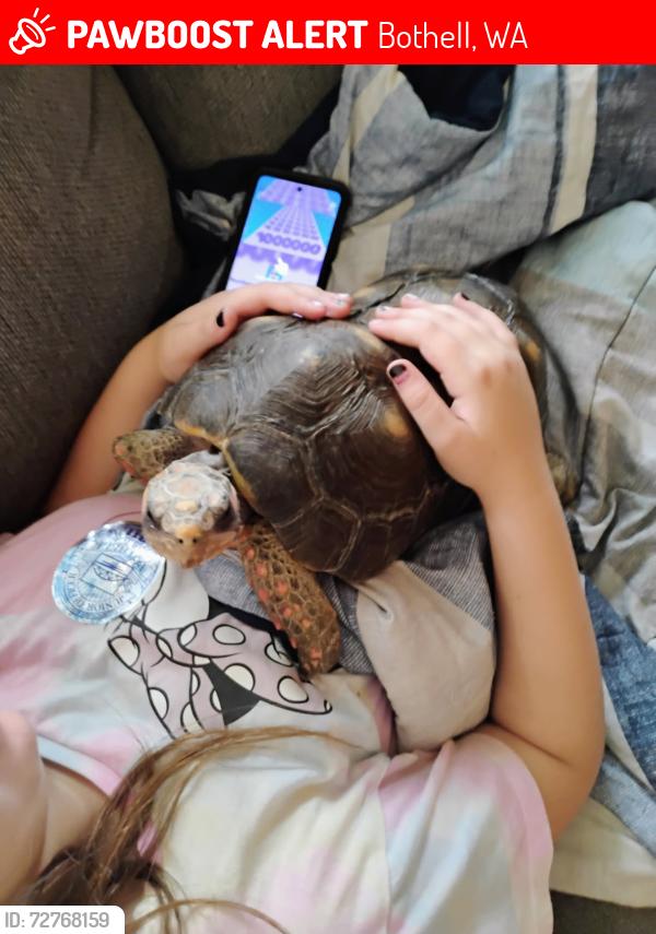 Lost Male Reptile last seen 228th st bot, Bothell, WA 98021