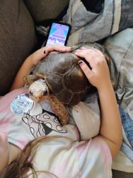 Lost Male Reptile last seen 228th st bot, Bothell, WA 98021