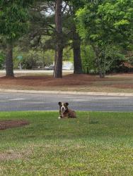 Found/Stray Male Dog last seen Fedex, Fayetteville, NC 28306