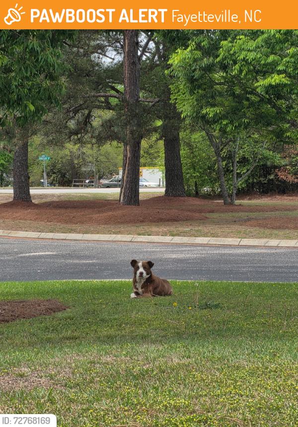 Found/Stray Male Dog last seen Fedex, Fayetteville, NC 28306