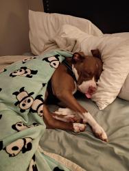 Lost Female Dog last seen In n out fletcher parkway El cajon CA 92020, El Cajon, CA 92020