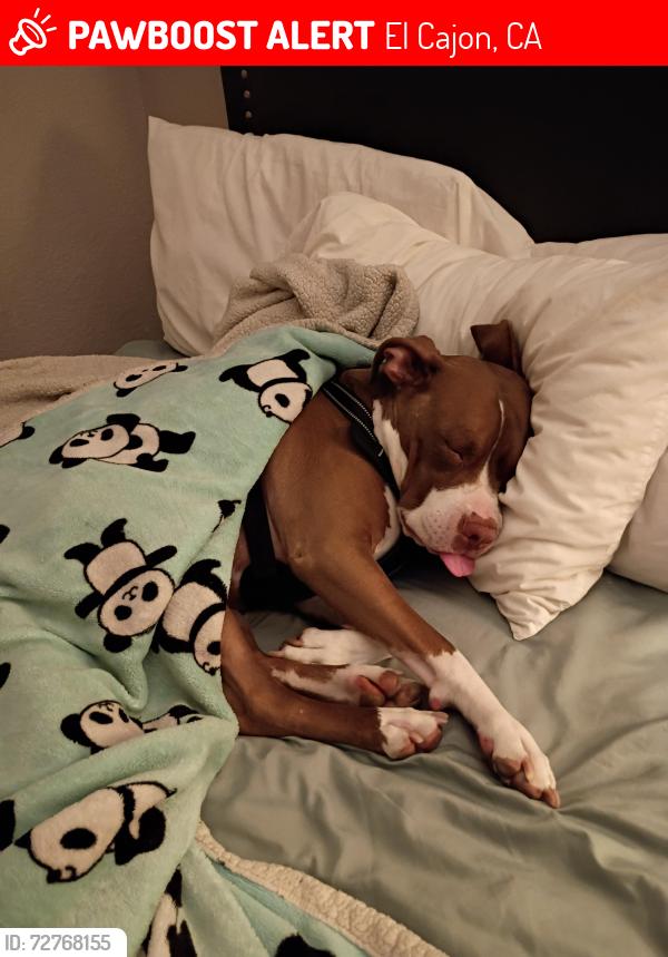 Lost Female Dog last seen In n out fletcher parkway El cajon CA 92020, El Cajon, CA 92020