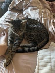 Lost Male Cat last seen Charleston and ft. Apache , Las Vegas, NV 89145