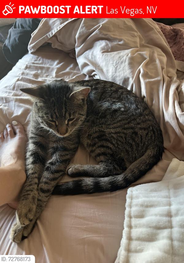 Lost Male Cat last seen Charleston and ft. Apache , Las Vegas, NV 89145