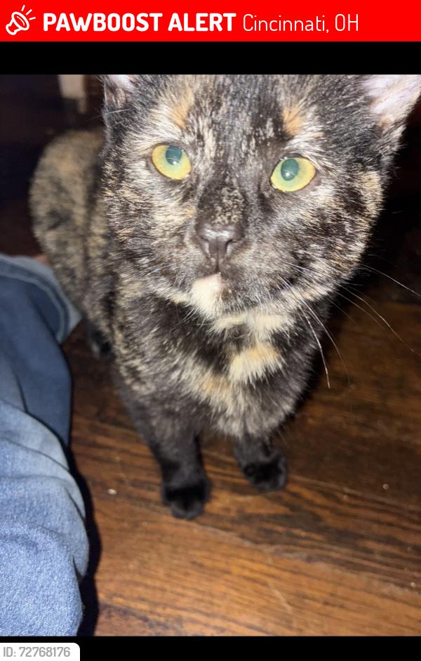 Lost Female Cat last seen Reading rd area , Cincinnati, OH 45237