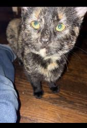 Lost Female Cat last seen Reading rd area , Cincinnati, OH 45237