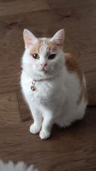 Lost Male Cat last seen Newcastle Commons neighborhood , Newcastle, WA 98059