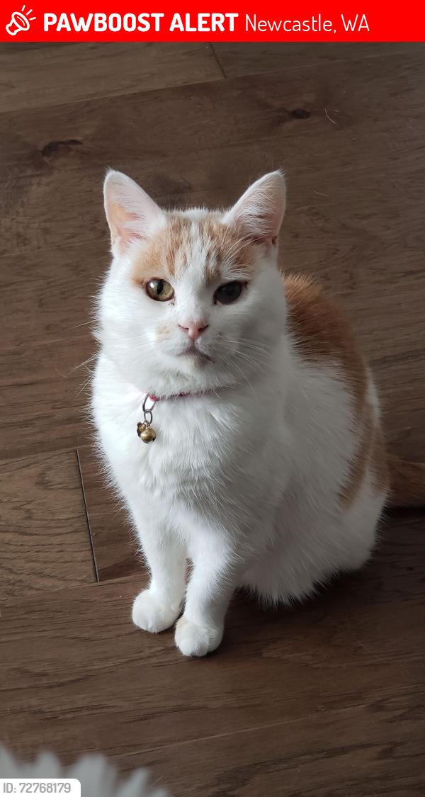 Lost Male Cat last seen Newcastle Commons neighborhood , Newcastle, WA 98059