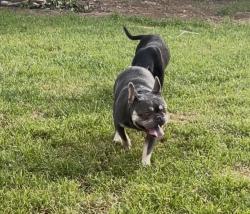 Lost Male Dog last seen Near Beaumont St Sacramento, CA  95815 United States, Sacramento, CA 95815