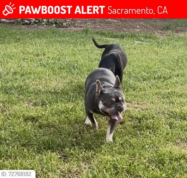 Lost Male Dog last seen Near Beaumont St Sacramento, CA  95815 United States, Sacramento, CA 95815