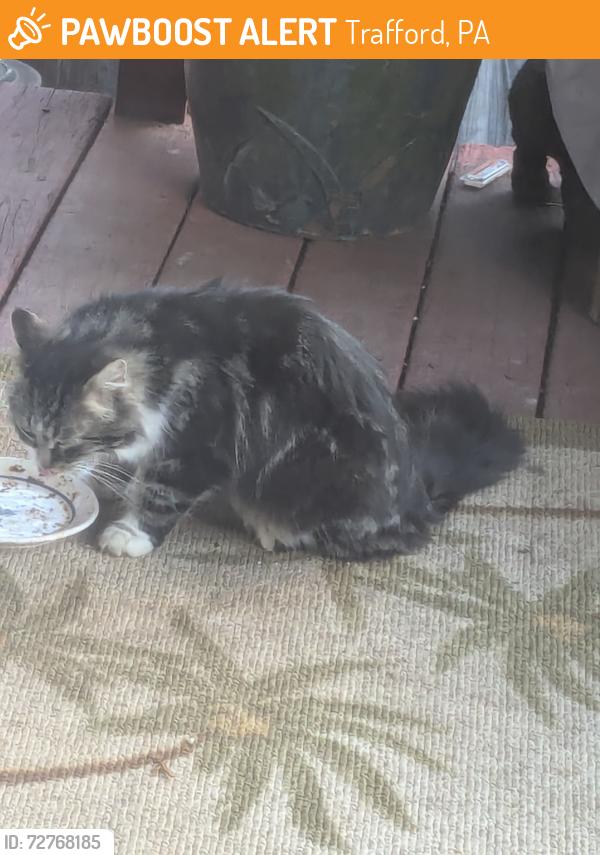 Found/Stray Unknown Cat last seen Wallace , Trafford, PA 15140