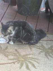 Found/Stray Unknown Cat last seen Wallace , Trafford, PA 15140