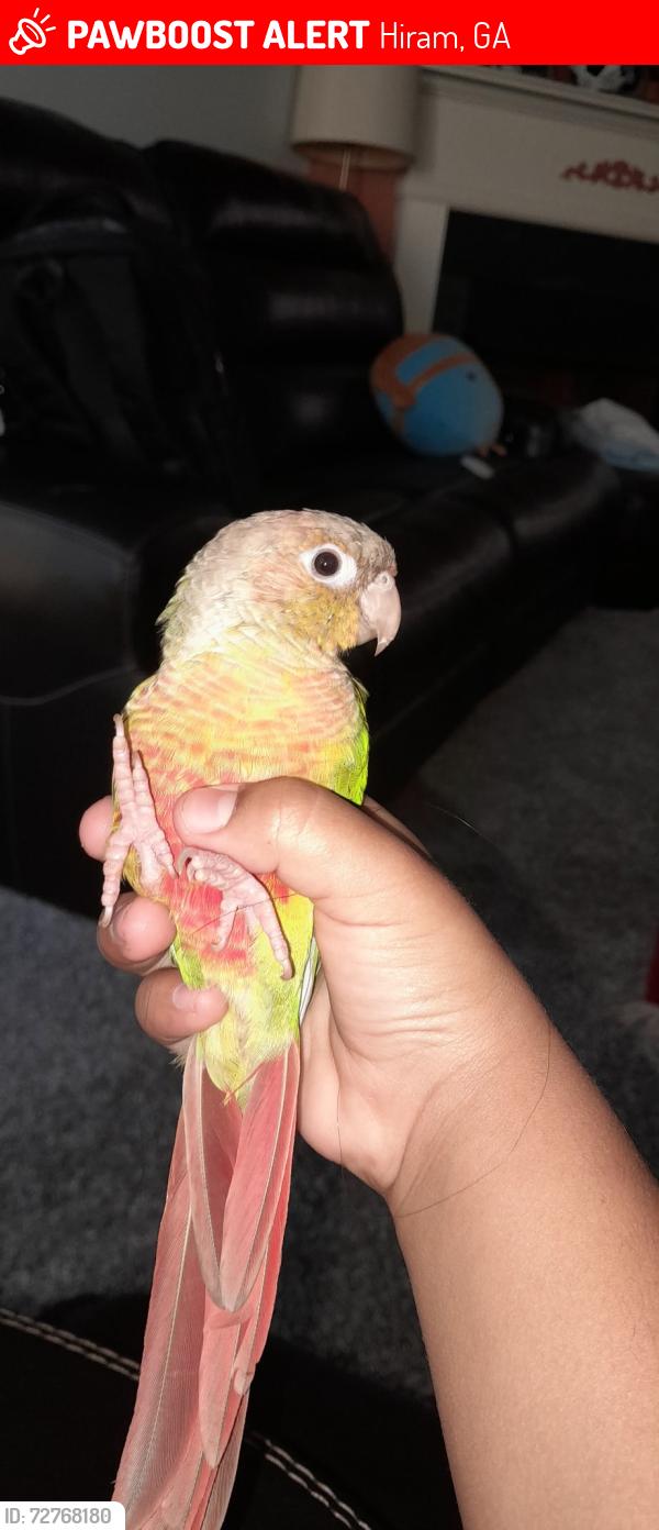 Lost Unknown Bird last seen US 278 and Highland falls , Hiram, GA 30141