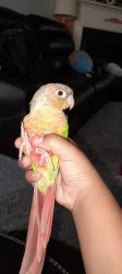 Lost Unknown Bird last seen US 278 and Highland falls , Hiram, GA 30141