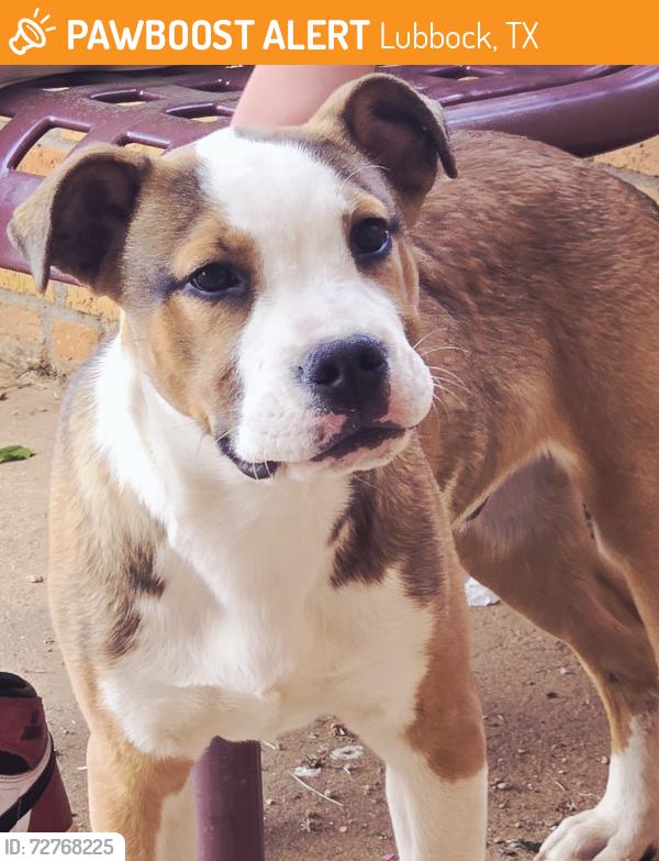 Found/Stray Male Dog last seen 36th and Ave X, Lubbock, TX 79412