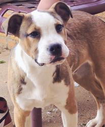 Found/Stray Male Dog last seen 36th and Ave X, Lubbock, TX 79412