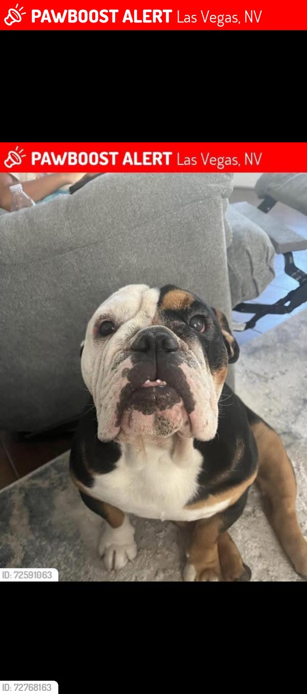 Lost Male Dog last seen durango and gowan, Las Vegas, NV 89129