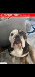 Lost Male Dog last seen durango and gowan, Las Vegas, NV 89129