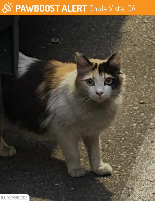 Found/Stray Unknown Cat last seen Los Vecinos apmts, Chula Vista, CA 91911