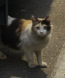 Found/Stray Unknown Cat last seen Los Vecinos apmts, Chula Vista, CA 91911