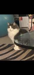 Lost Female Cat last seen 119th St & Lakeshore Ave, Clark County, WA 98685