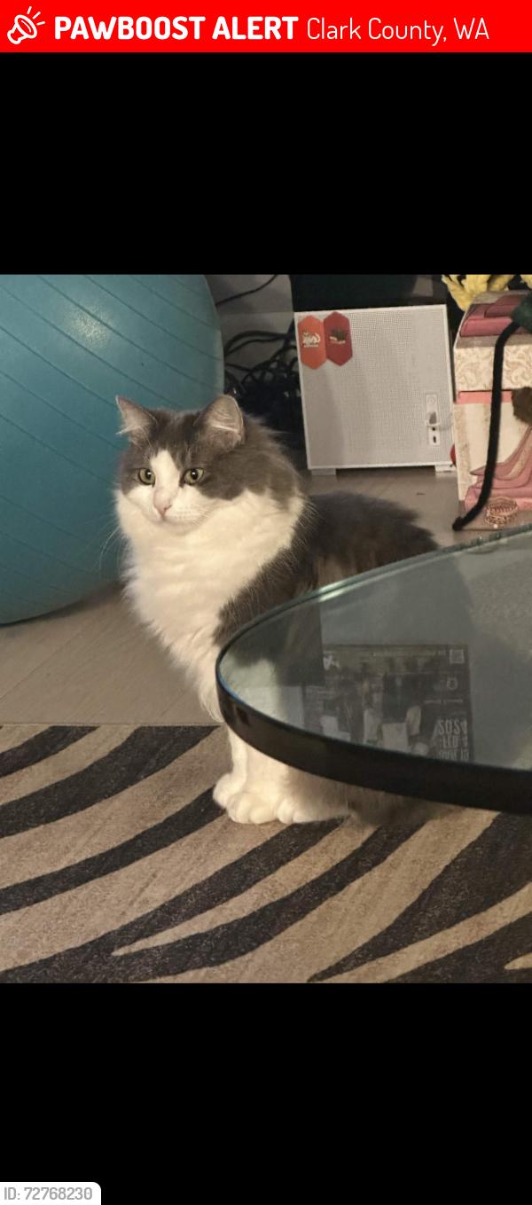 Lost Female Cat last seen 119th St & Lakeshore Ave, Clark County, WA 98685