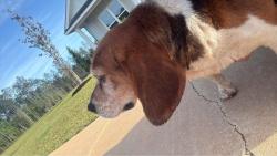 Found/Stray Female Dog last seen Highway 49th, Lyman, MS 39503