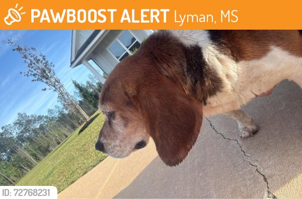 Found/Stray Female Dog last seen Highway 49th, Lyman, MS 39503