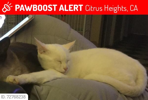Lost Female Cat last seen Mariposa/Eastgate/Madison, Citrus Heights, CA 95610