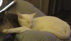 Lost Female Cat last seen Mariposa/Eastgate/Madison, Citrus Heights, CA 95610