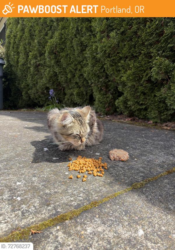 Found/Stray Female Cat last seen N Depauw & Monteith Street off N Lombard, Portland, OR 97203