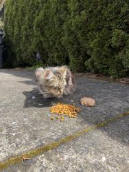 Found/Stray Female Cat last seen N Depauw & Monteith Street off N Lombard, Portland, OR 97203