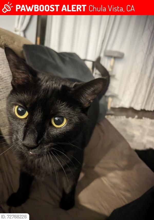 Lost Female Cat last seen Calpella ct, Chula Vista, CA 91913