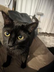 Lost Female Cat last seen Calpella ct, Chula Vista, CA 91913