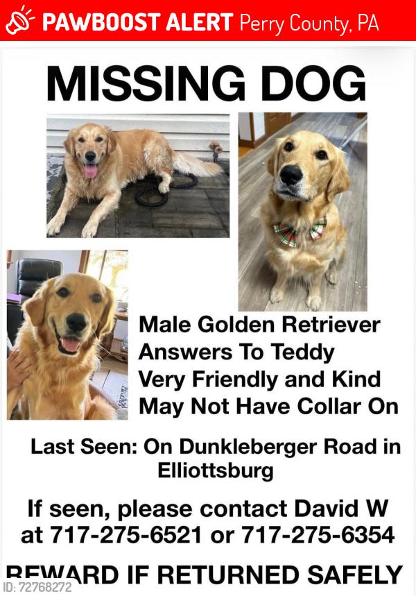 Lost Male Dog last seen Dunkleberger Rd and Sherman's Valley Rd Elliottsburg PA, Perry County, PA 17024