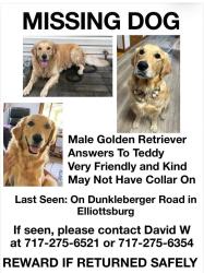 Lost Male Dog last seen Dunkleberger Rd and Sherman's Valley Rd Elliottsburg PA, Perry County, PA 17024