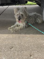 Found/Stray Unknown Dog last seen sienna ridge lane , Fort Worth, TX 76131