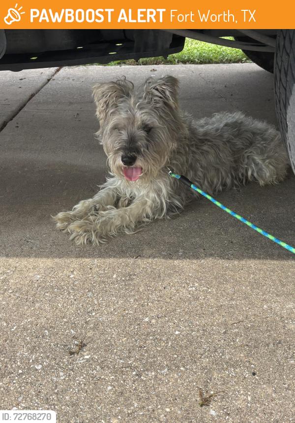 Found/Stray Unknown Dog last seen sienna ridge lane , Fort Worth, TX 76131