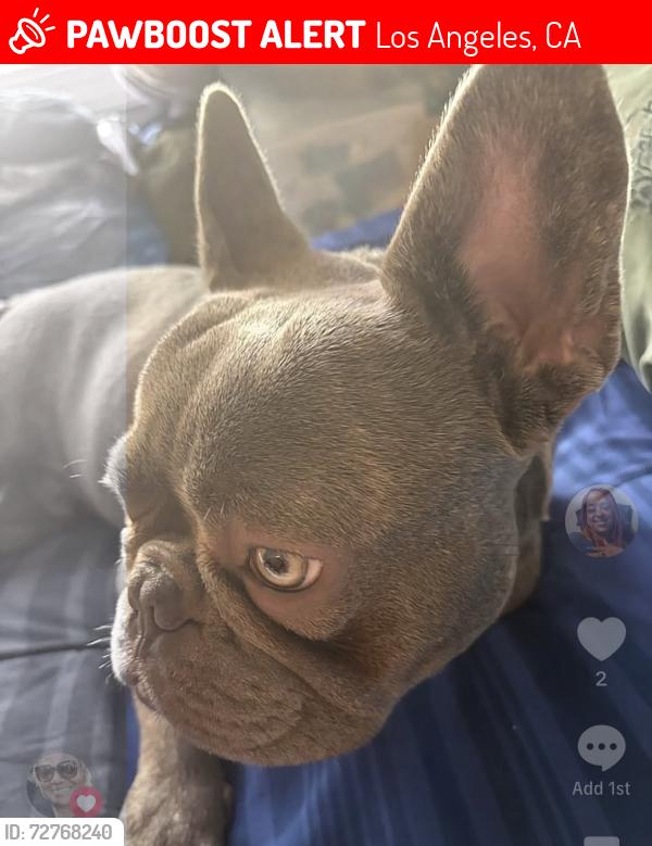 Lost Male Dog last seen 37st Western , Los Angeles, CA 90018