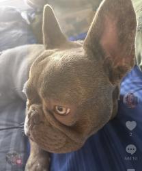 Lost Male Dog last seen 37st Western , Los Angeles, CA 90018