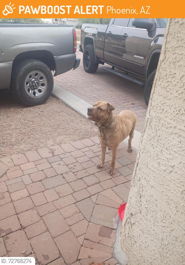 Found/Stray Female Dog last seen 27th Ave and Maryland , Phoenix, AZ 85015