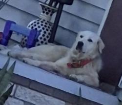 Found/Stray Female Dog last seen Buenavista ln, Holiday, FL 34691