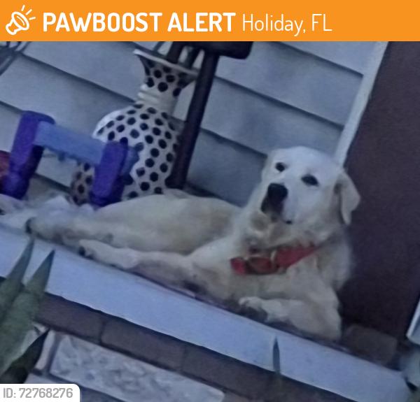 Found/Stray Female Dog last seen Buenavista ln, Holiday, FL 34691