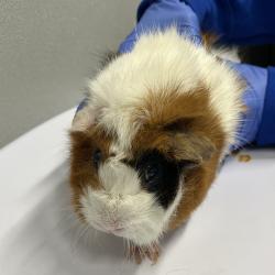 Shelter Stray Female Other last seen , Tampa, FL 33607